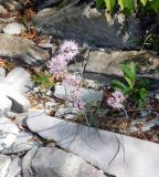 Allium psebaicum