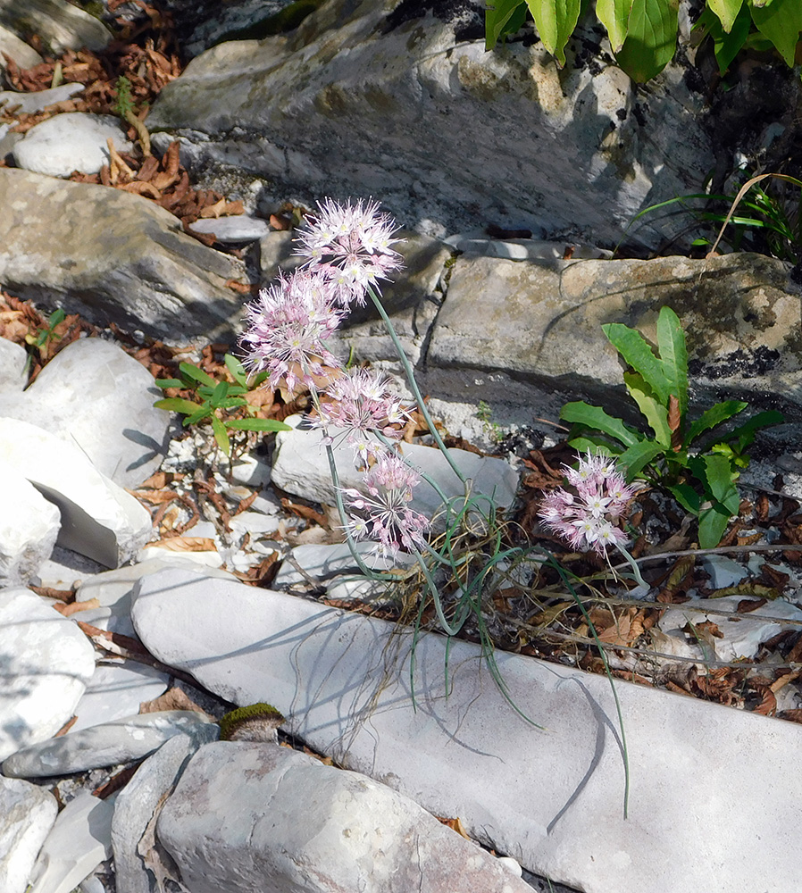 Image of Allium psebaicum specimen.