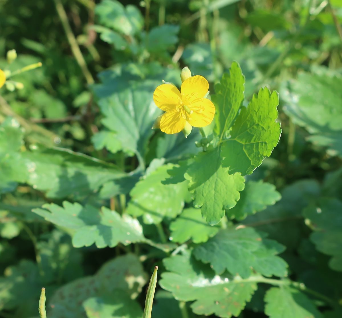 Image of Chelidonium majus specimen.