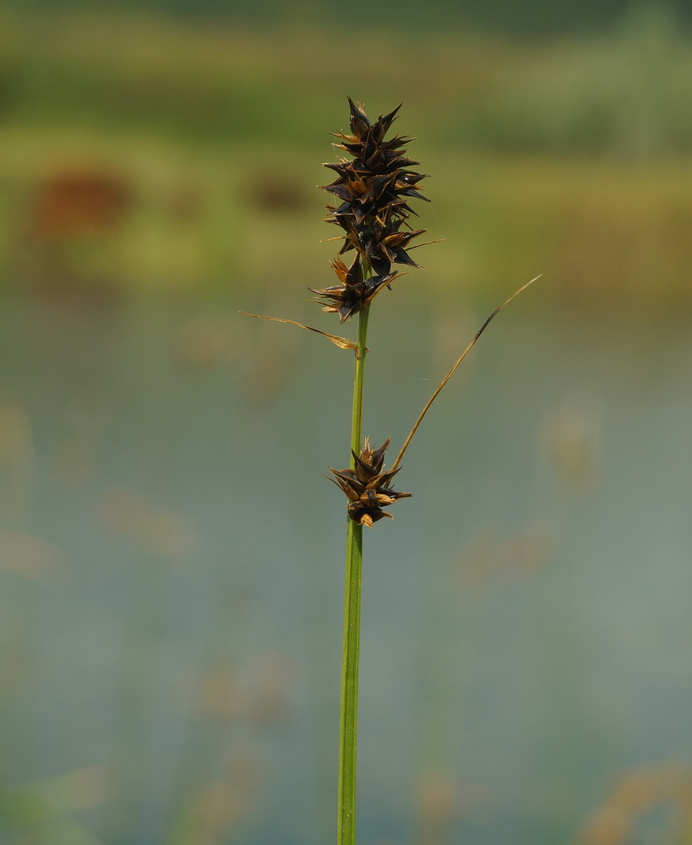 Image of Carex otrubae specimen.