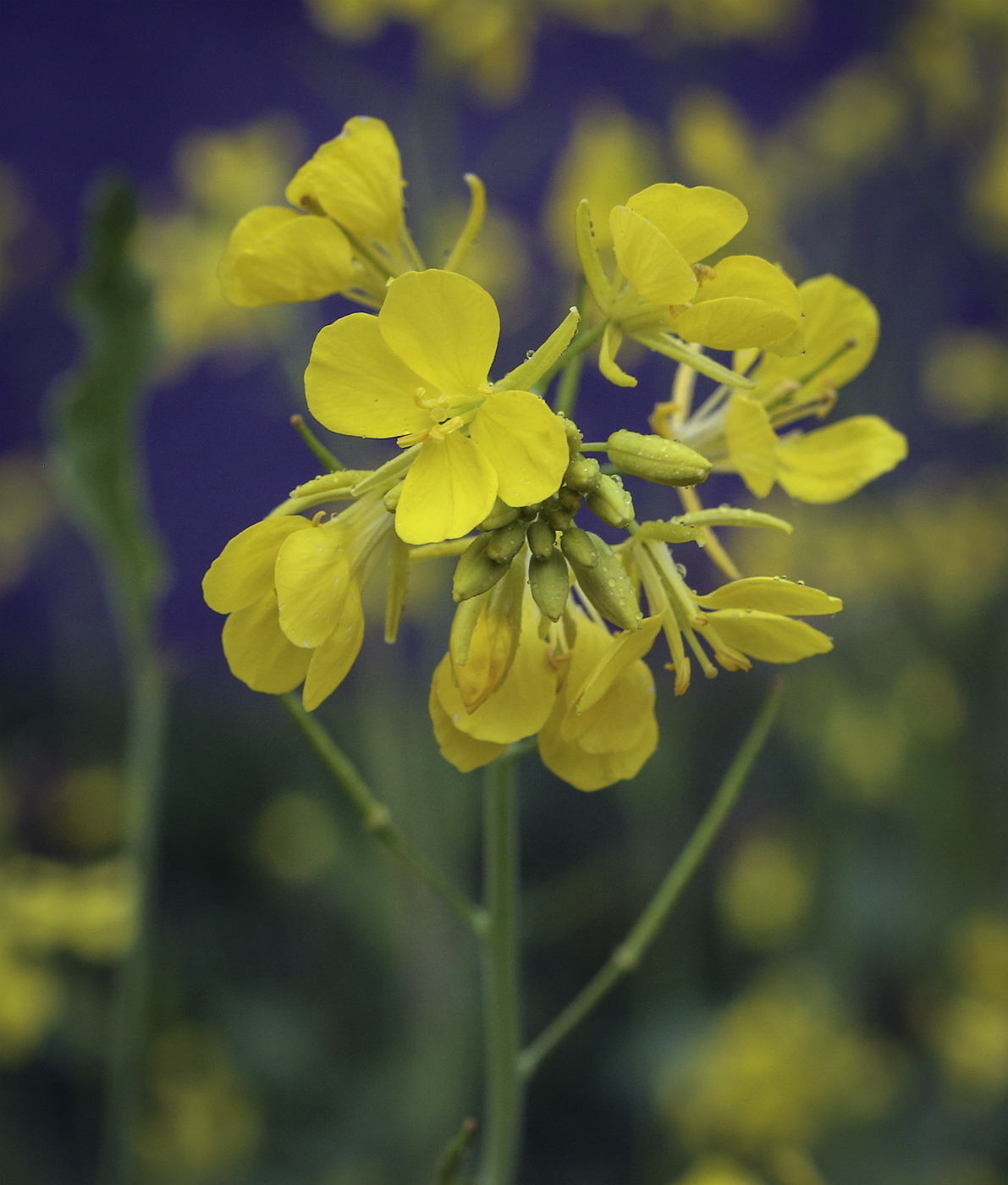 Image of Brassica napus specimen.