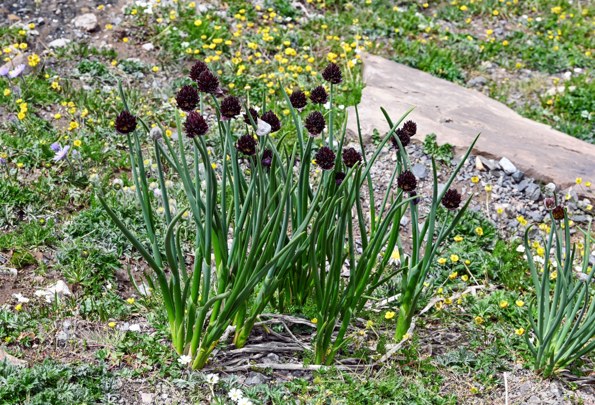 Изображение особи Allium atrosanguineum.