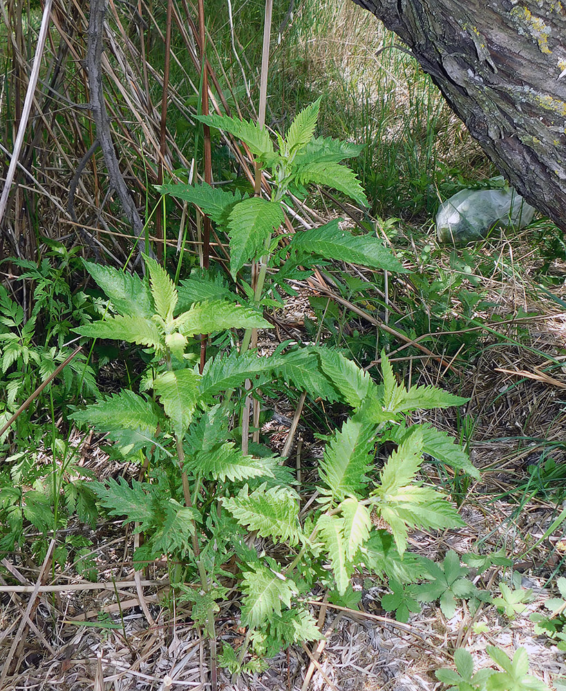 Изображение особи Lycopus europaeus.