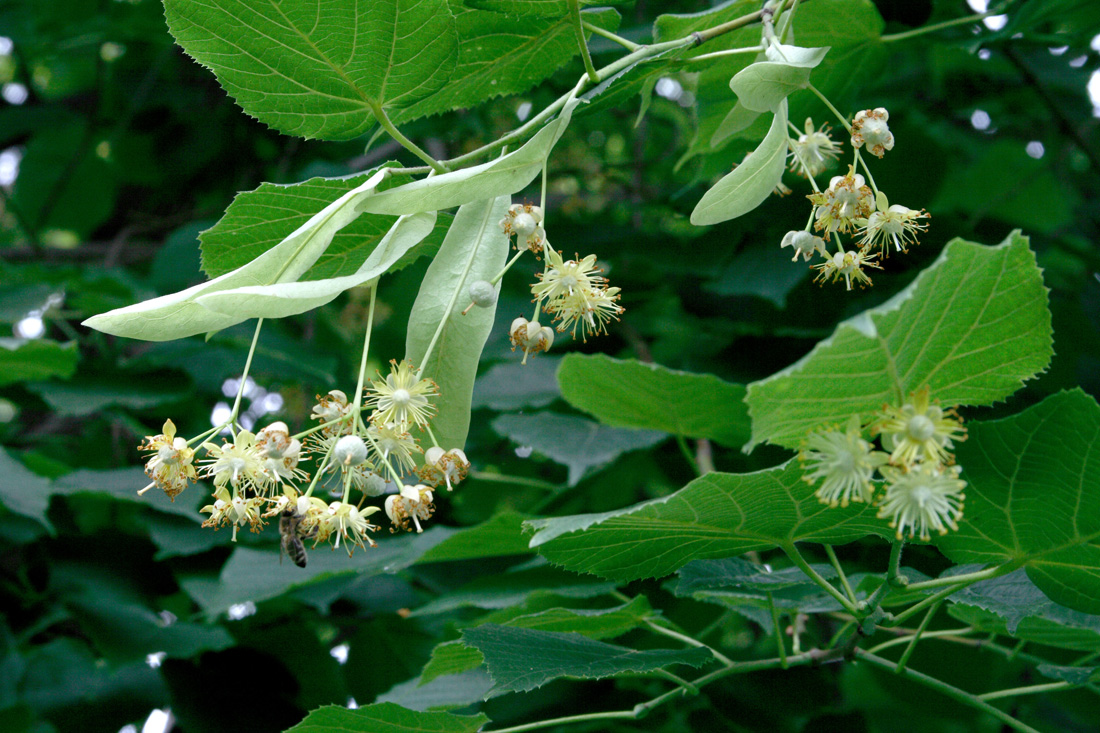 Изображение особи Tilia platyphyllos.