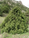 Juniperus seravschanica