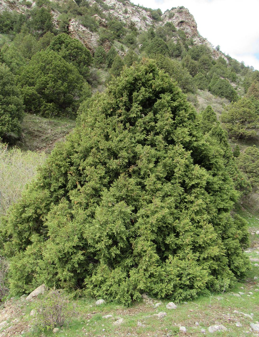 Изображение особи Juniperus seravschanica.