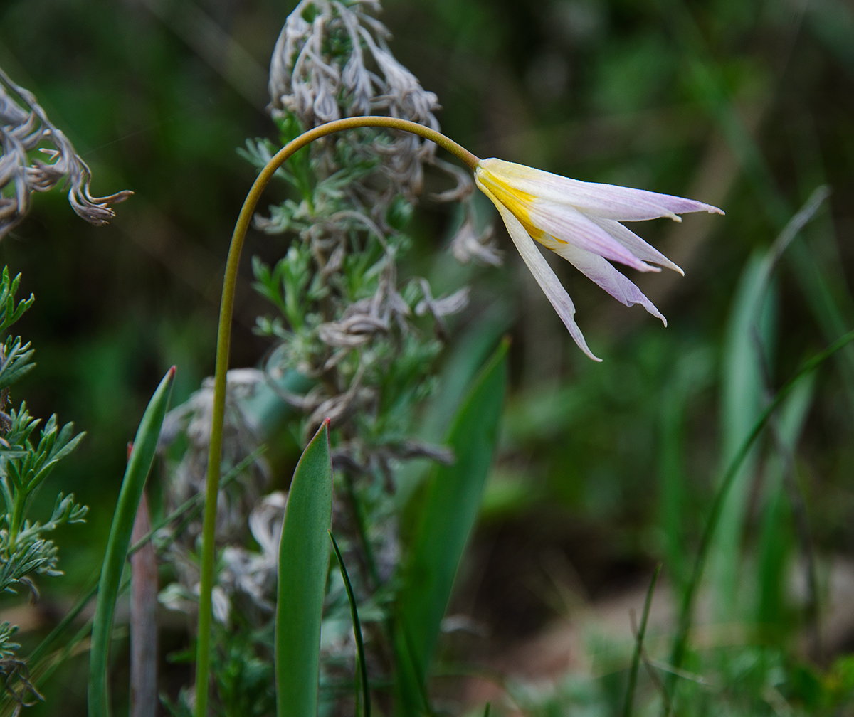 Image of Tulipa biebersteiniana specimen.