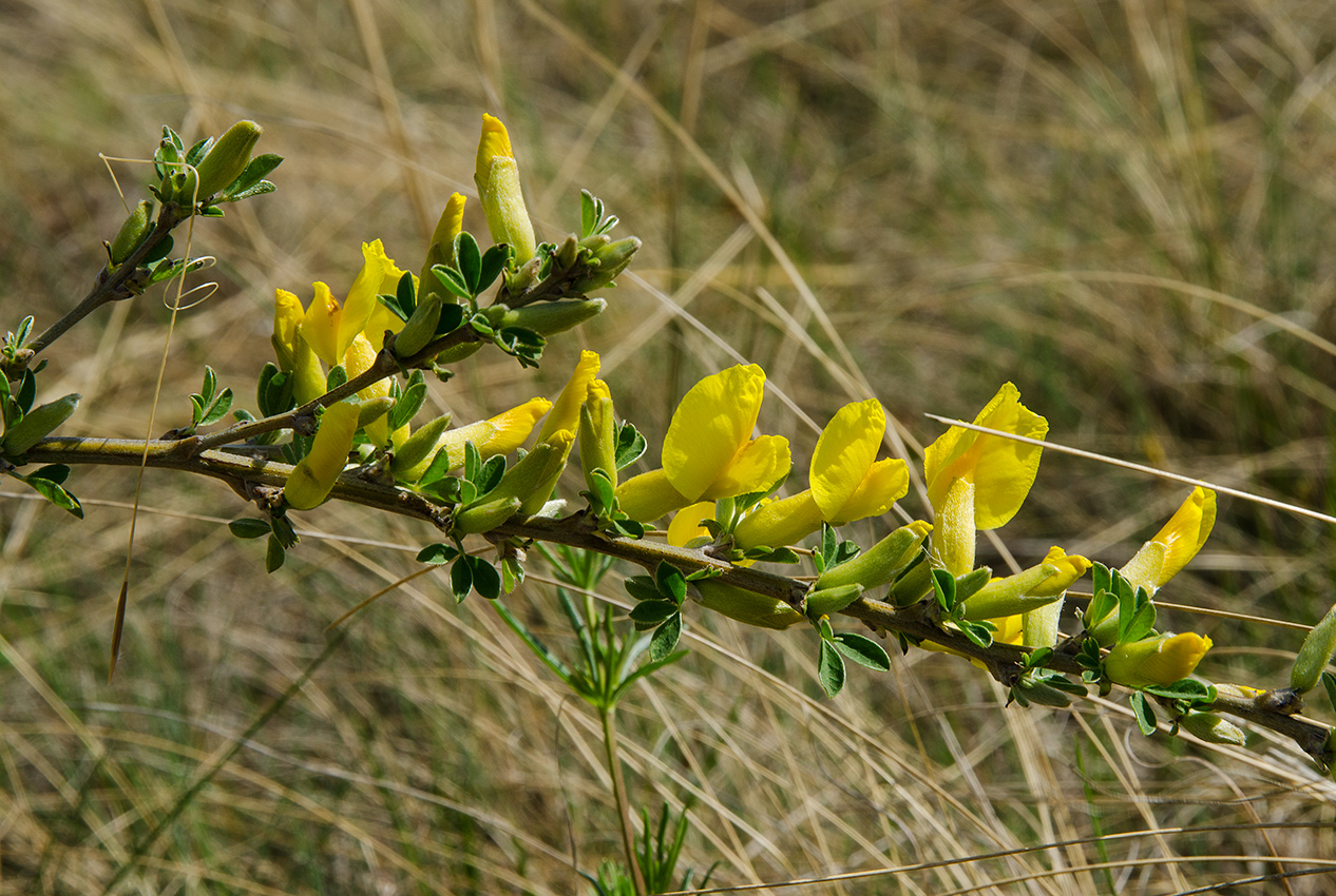 Image of genus Chamaecytisus specimen.