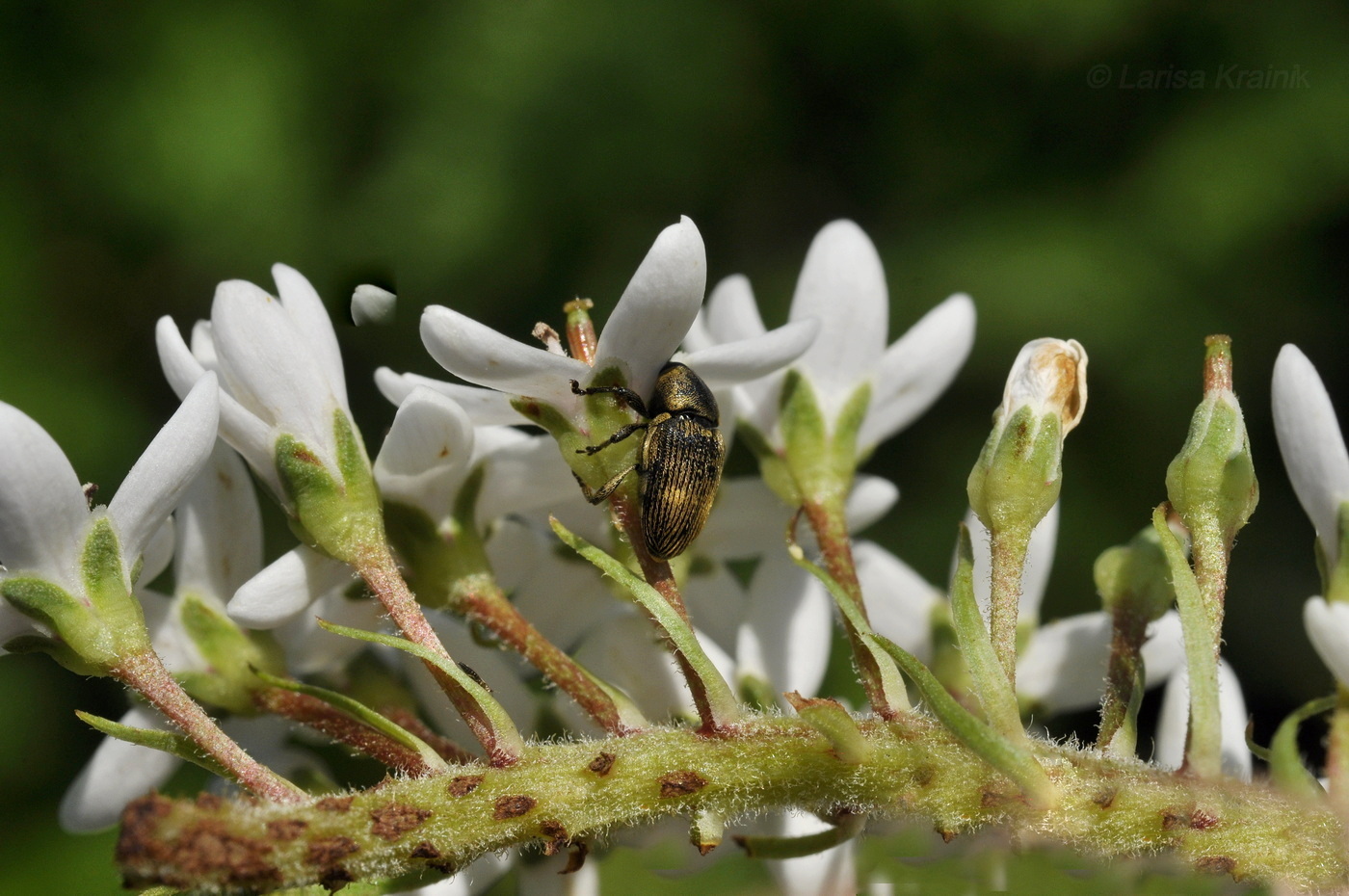 Изображение особи Lysimachia clethroides.