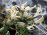 Oxytropis sordida