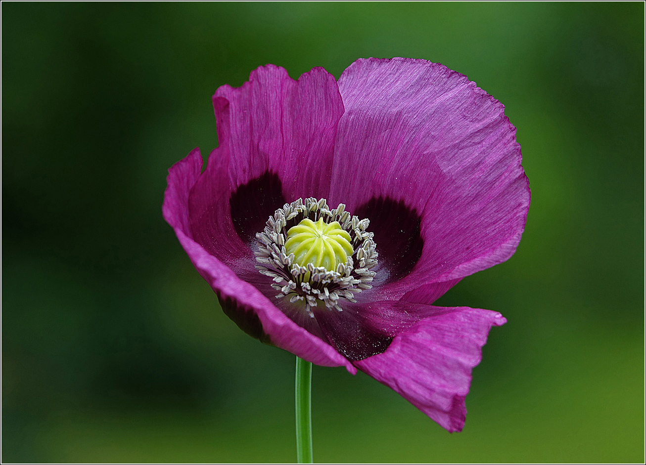 Изображение особи Papaver somniferum.