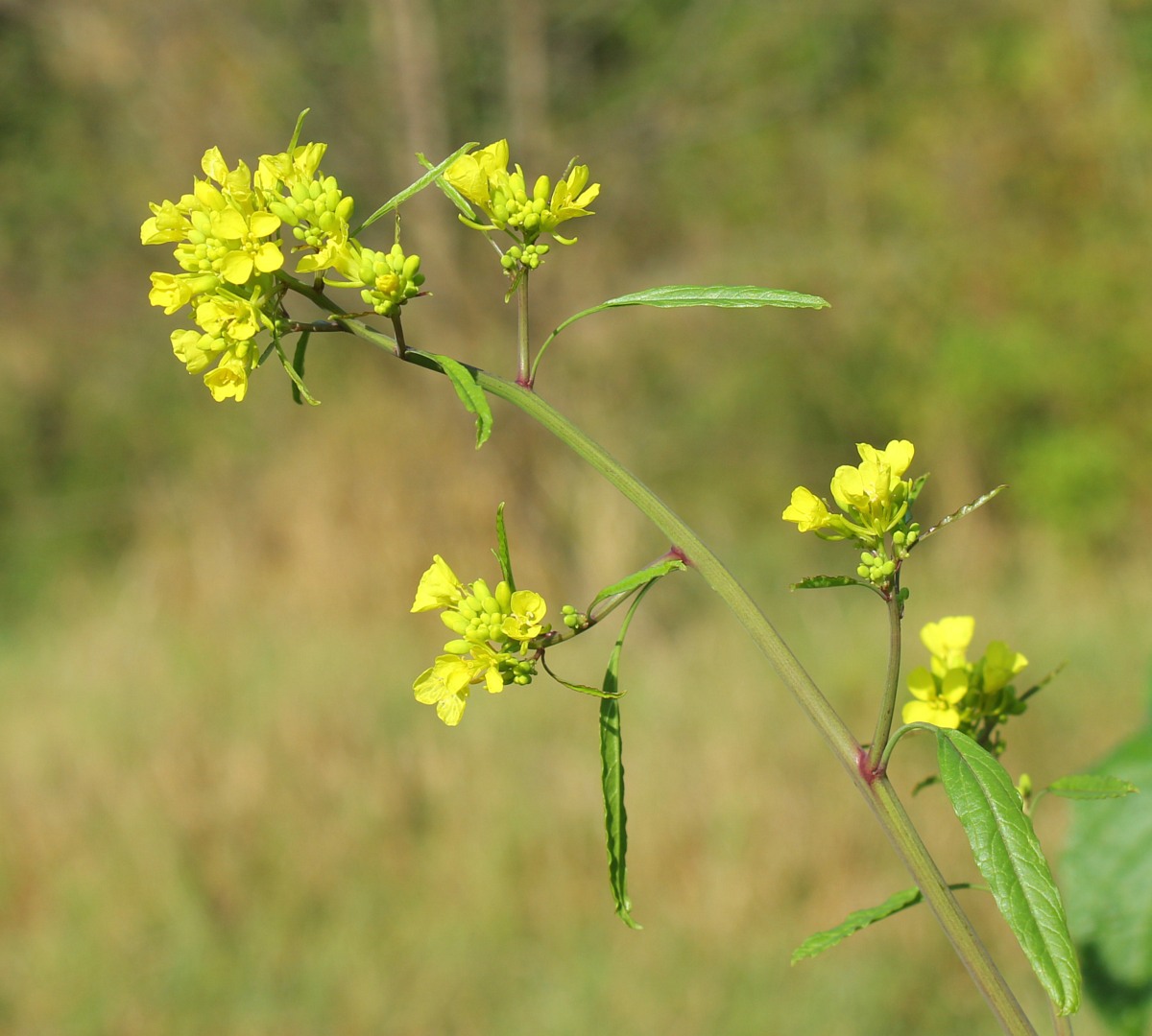 Изображение особи Brassica nigra.