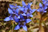 Gentiana septemfida. Цветки. Адыгея, Кавказский биосферный заповедник, плато Лаго-Наки, 2050 м н.у.м., субальпийский луг. 17.09.2023.