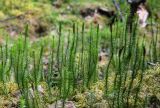 Lycopodium annotinum. Спороносящие растения в сообществе с мхами. Хабаровский край, р-н им. Полины Осипенко, долина р. Гремячий Лог, смешанный лес. 18.07.2021.