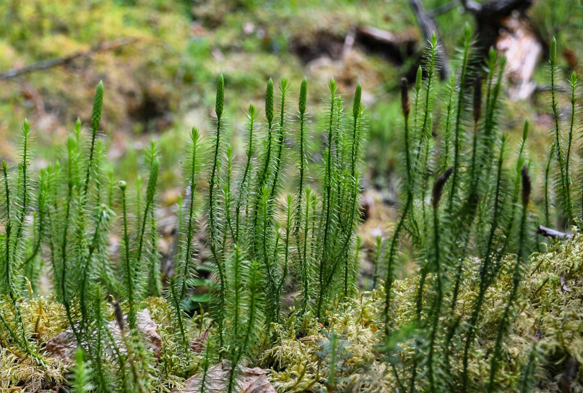 Изображение особи Lycopodium annotinum.