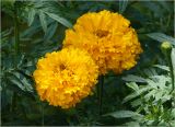 Tagetes erecta. Соцветия (культивар, махровая форма). Московская обл., Раменский р-н, окр. дер. Хрипань, садовый участок. 15.09.2023.