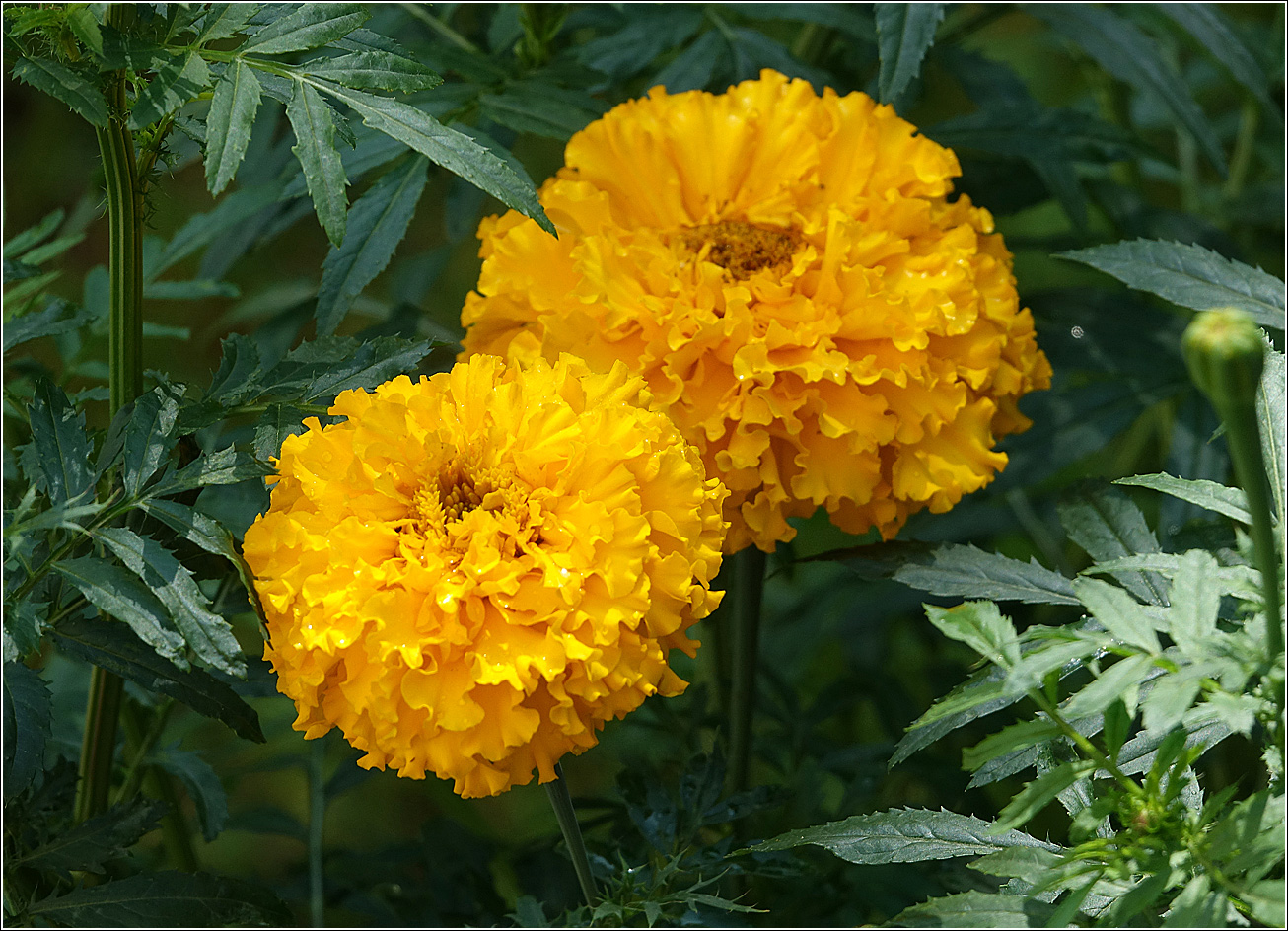 Image of Tagetes erecta specimen.