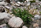 Hedysarum semenowii
