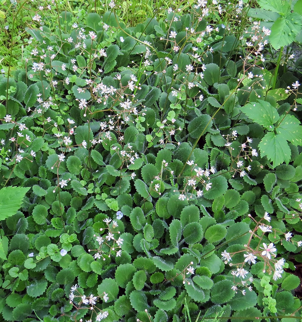 Изображение особи Saxifraga × geum.