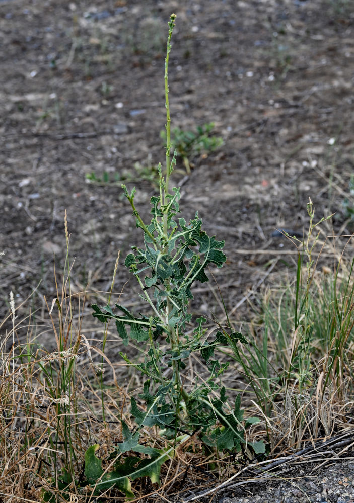 Изображение особи Lactuca serriola.