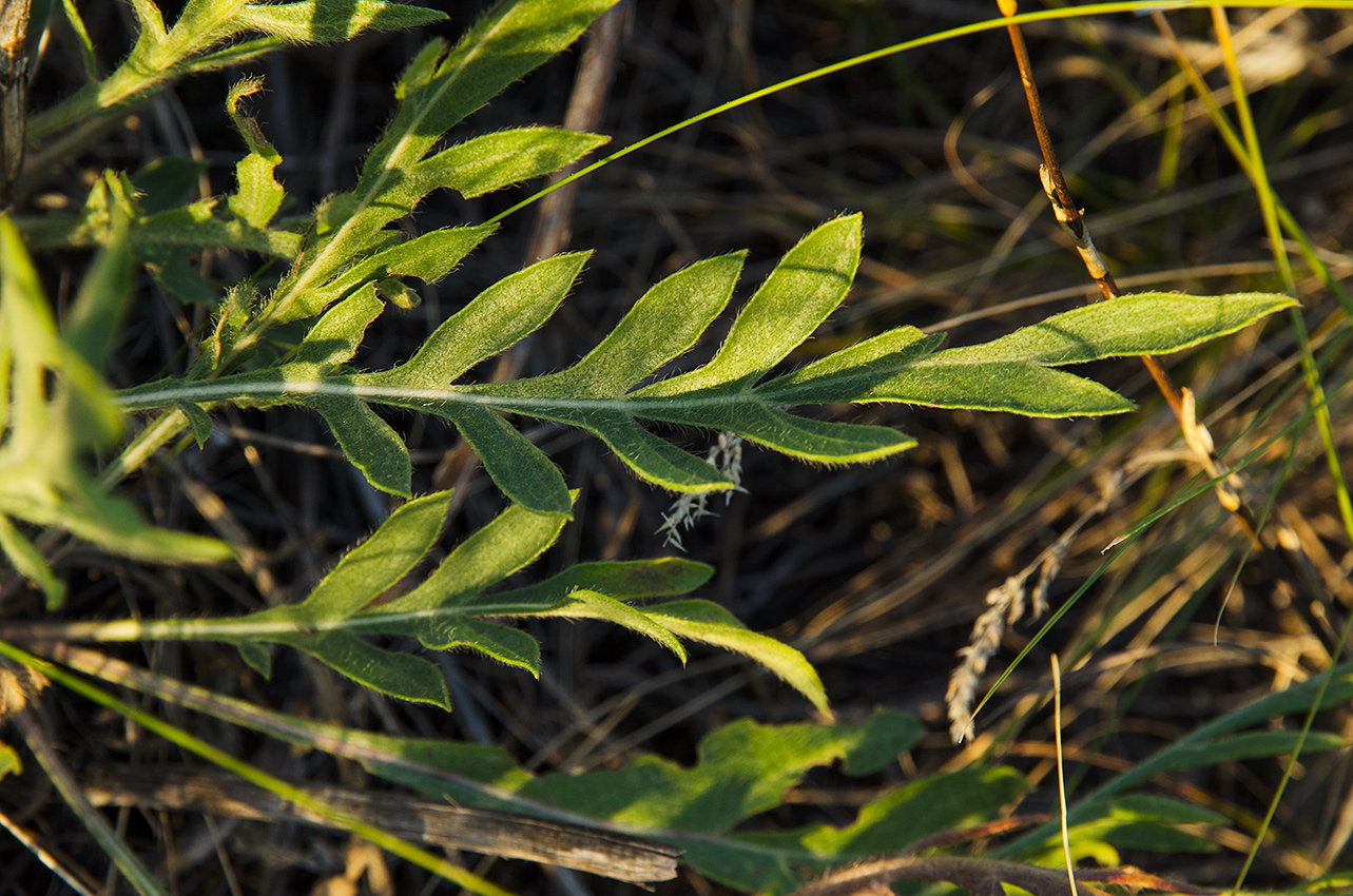 Изображение особи Cephalaria uralensis.