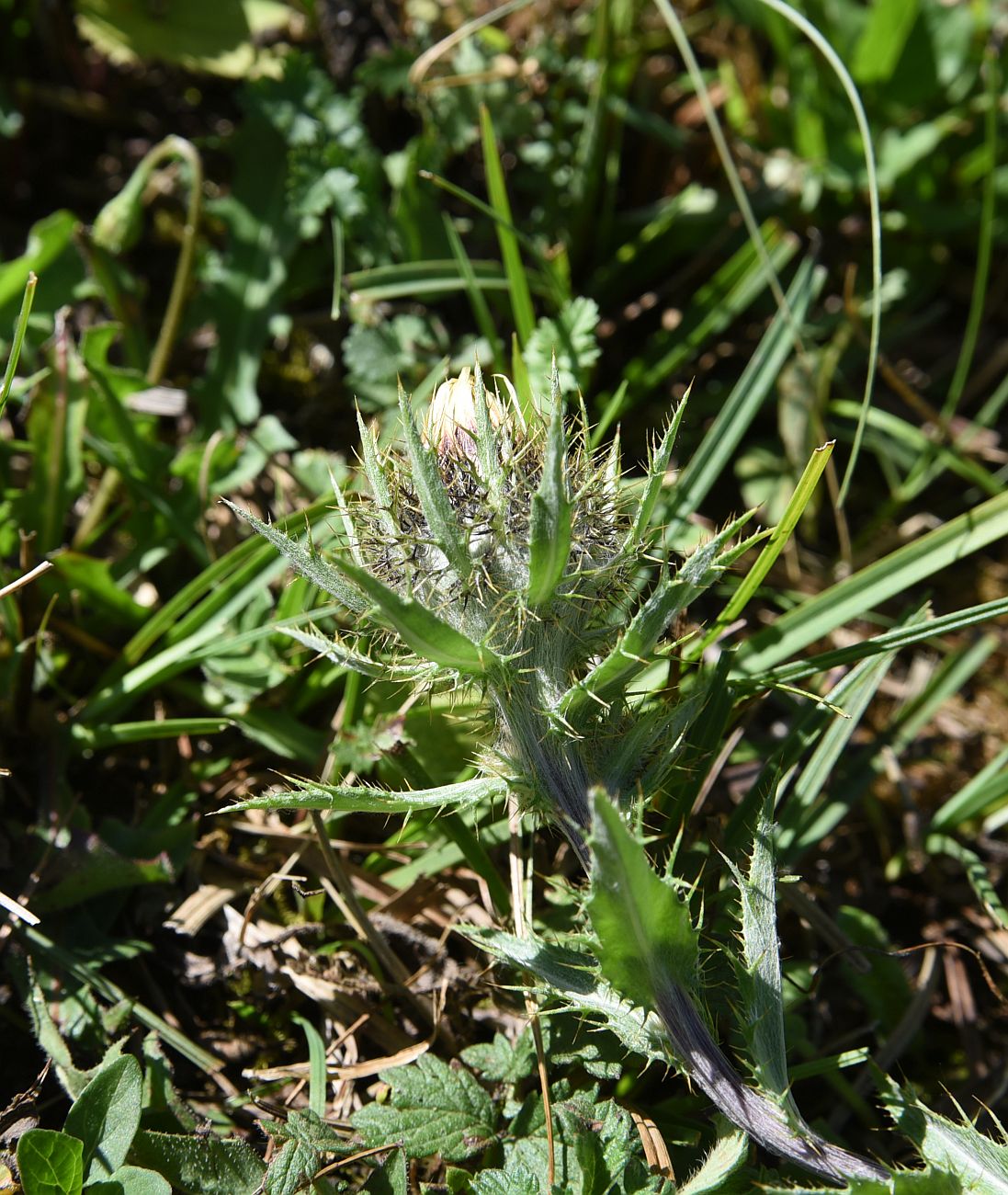 Изображение особи Carlina biebersteinii.