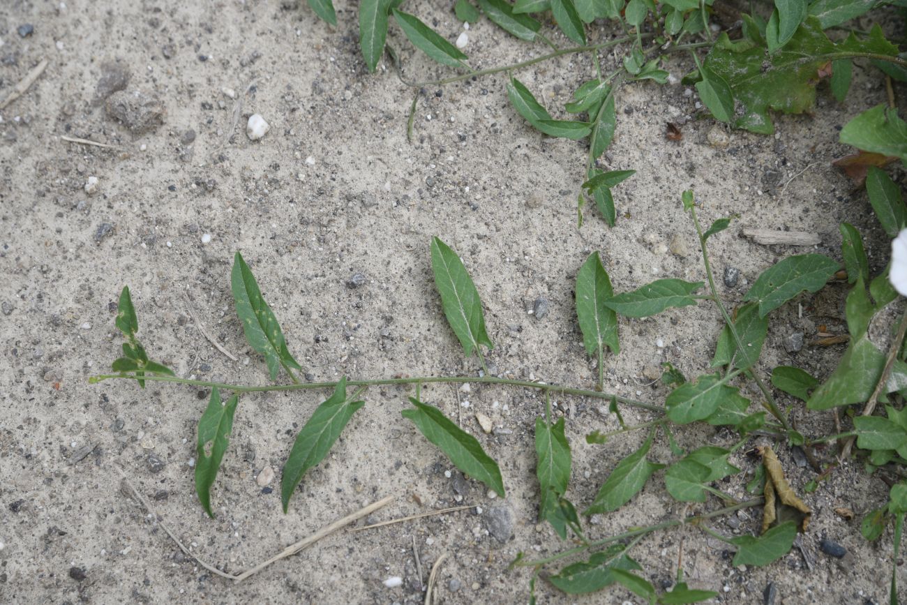 Image of Convolvulus arvensis specimen.