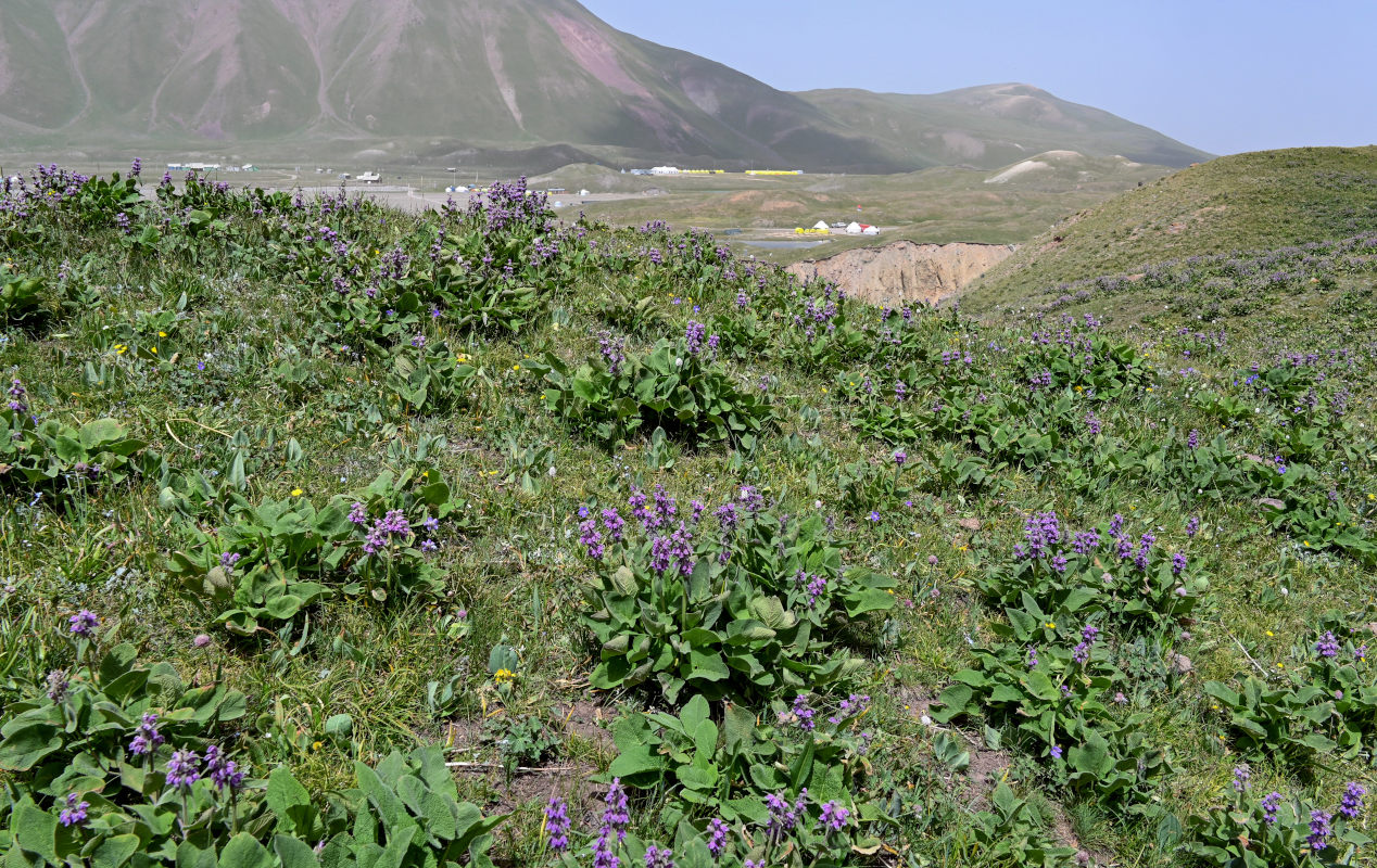 Изображение особи Phlomoides oreophila.