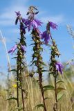 Campanula rapunculoides