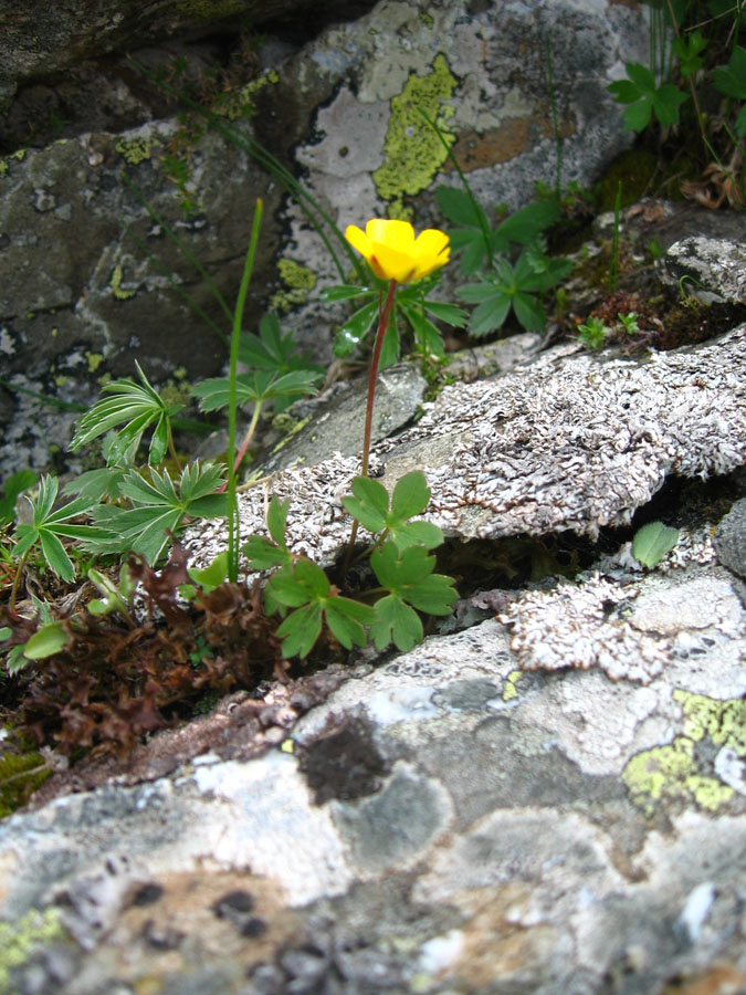 Изображение особи Ranunculus oreophilus.