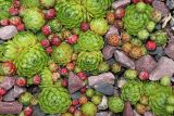 genus Sempervivum. Вегетирующие растения. Санкт-Петербург, парк Ботанического сада БИН РАН, в культуре. 12.08.2021.