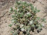 Centaurea belangeriana