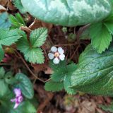 Potentilla micrantha. Цветок и листья. Краснодарский край, г/о Сочи, Хостинский р-н, окр. с. Измайловка, долина р. Дикарька, широколиственный лес. 05.03.2024.