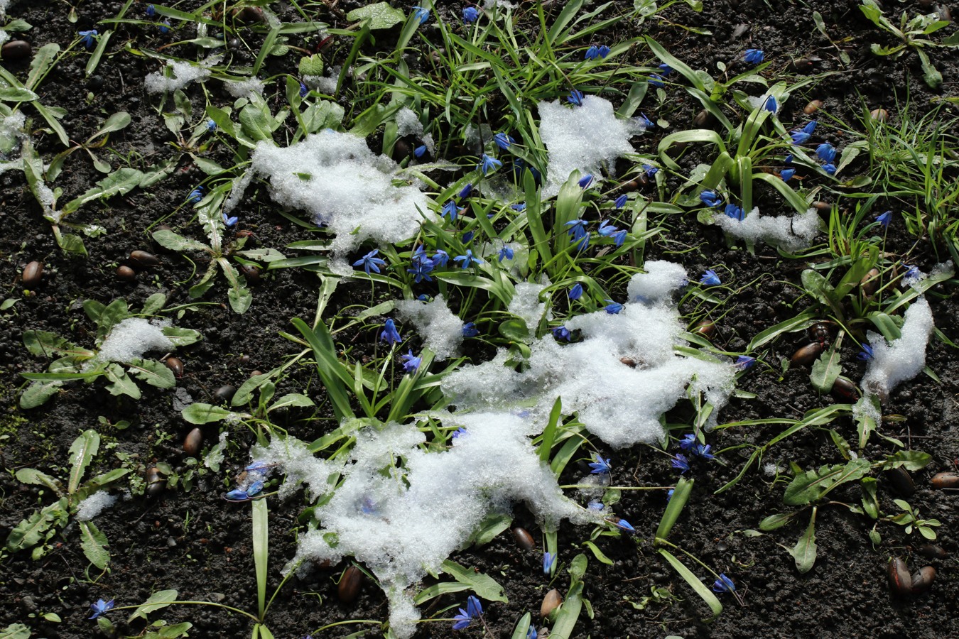 Image of Scilla siberica specimen.