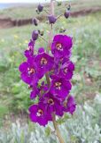 Verbascum phoeniceum