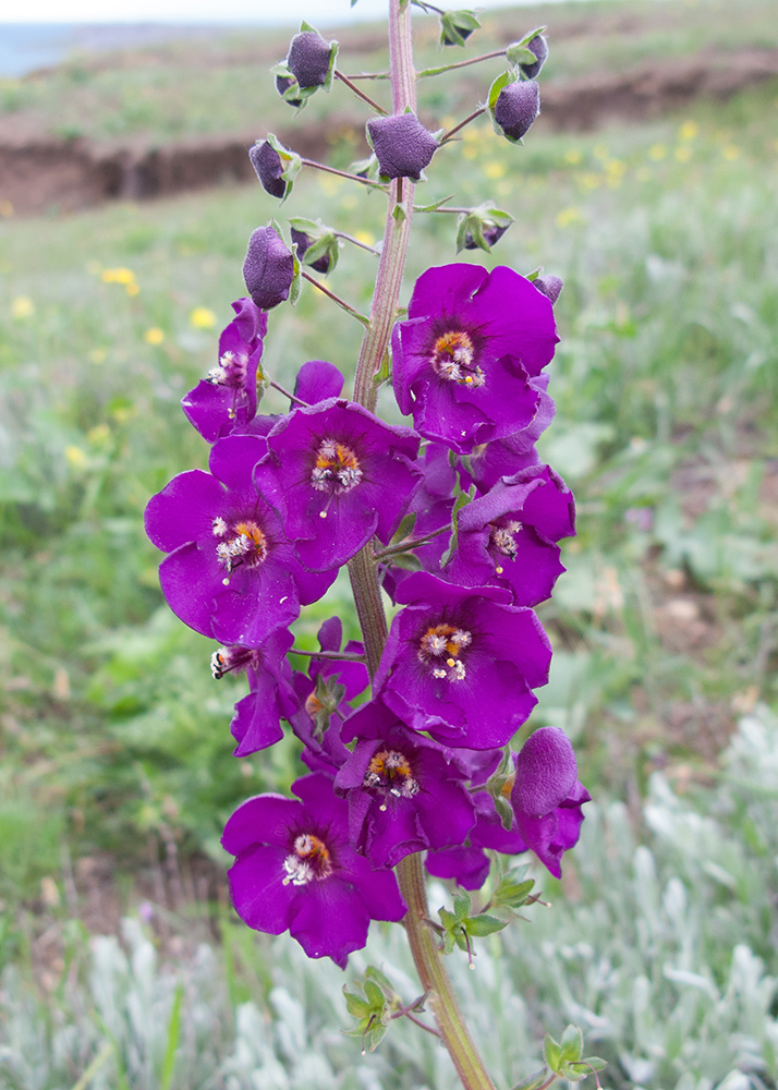 Image of Verbascum phoeniceum specimen.