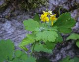 Chelidonium majus. Верхушка цветущего растения с сидящим слепнем. Абхазия, Гудаутский р-н, Рицинский реликтовый национальный парк, долина р. Юпшара, разнотравный луг. 13.04.2024.