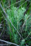 Galium tomentellum