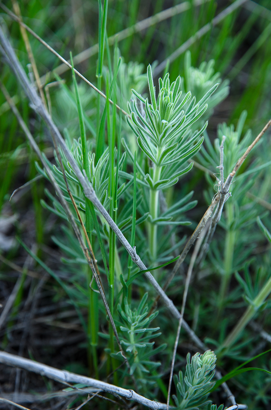 Изображение особи Galium tomentellum.