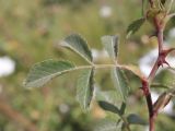 Rosa tomentosa