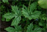 Humulus lupulus. Часть побега с молодыми листьями (один - с повреждением). Московская обл., Раменский р-н, окр. дер. Хрипань, садовый участок. 01.06.2024.