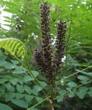 Amorpha fruticosa