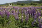 Lupinus × regalis