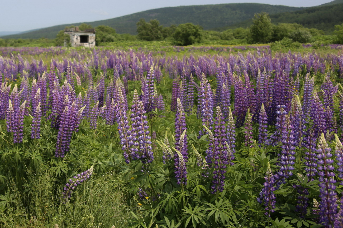 Image of Lupinus &times; regalis specimen.