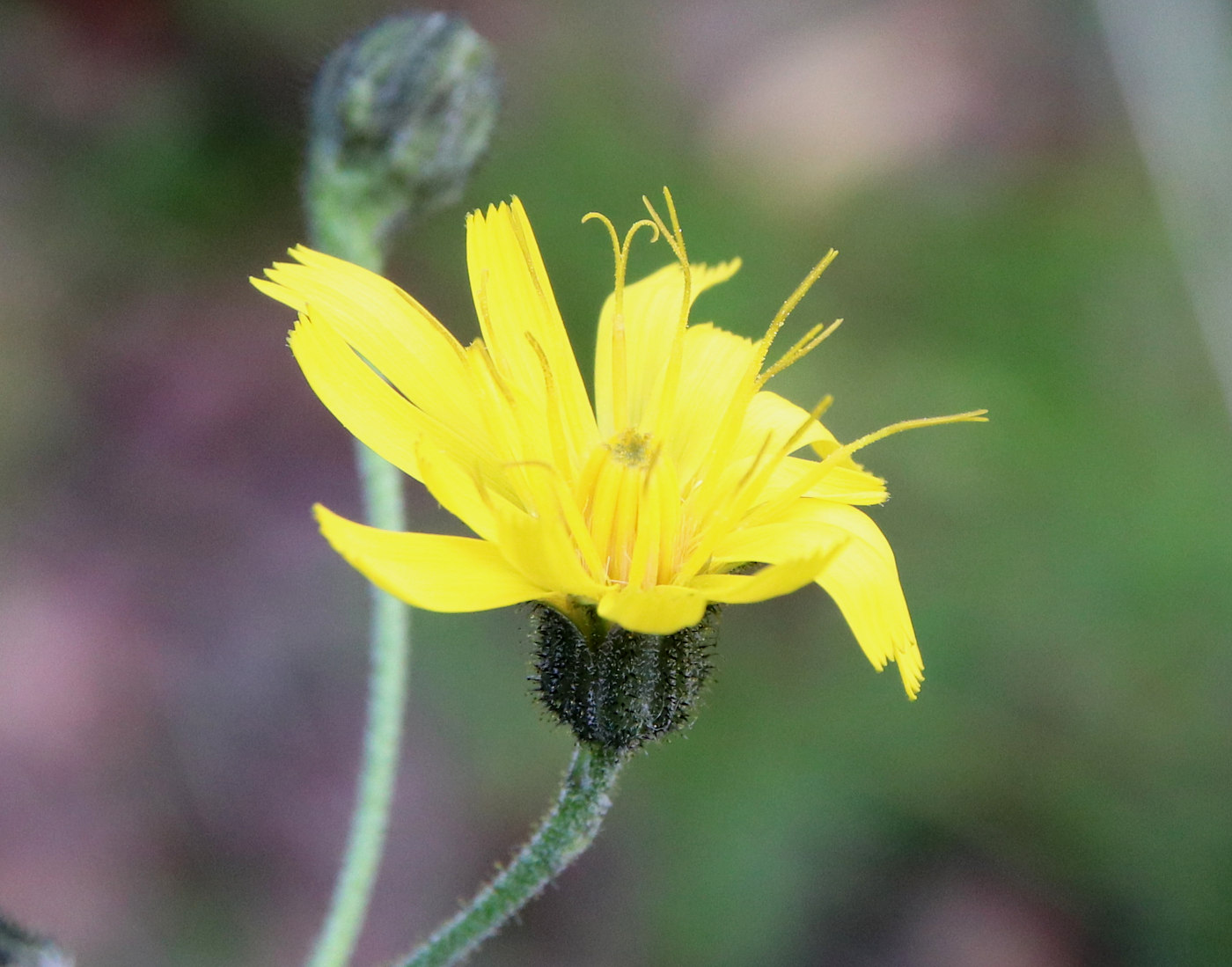 Image of Hieracium furvescens specimen.