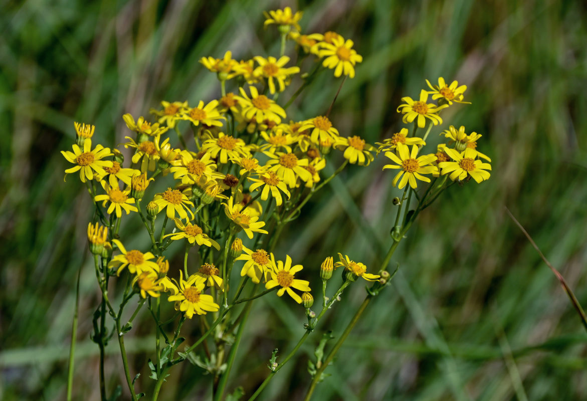 Image of Senecio jacobaea specimen.