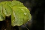 Salvinia molesta