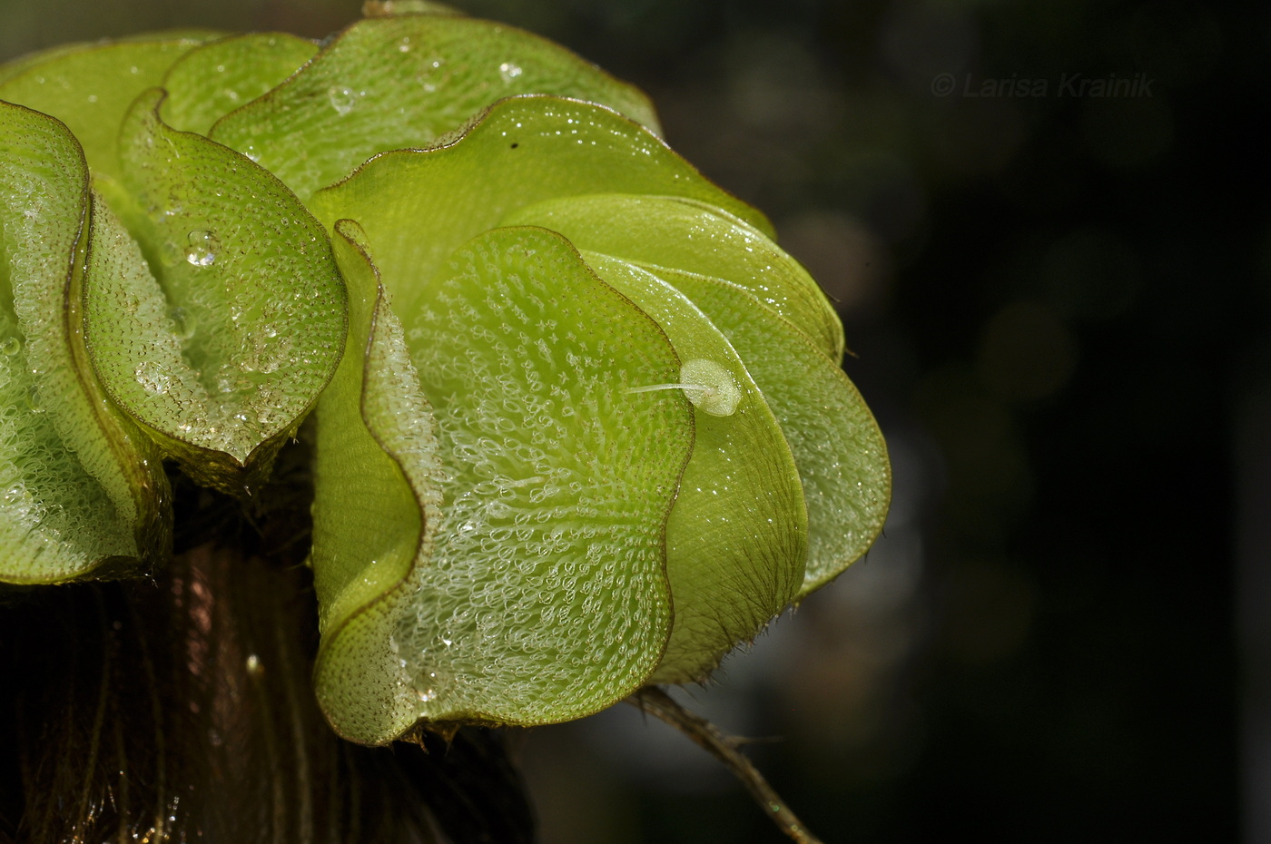 Image of Salvinia molesta specimen.