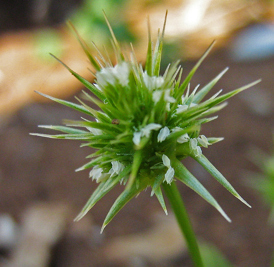 Изображение особи Echinaria capitata.