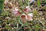 Fritillaria rugillosa